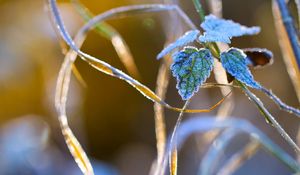 Preview wallpaper nature, grass, close-up, frost