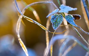 Preview wallpaper nature, grass, close-up, frost