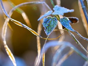 Preview wallpaper nature, grass, close-up, frost