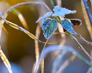 Preview wallpaper nature, grass, close-up, frost