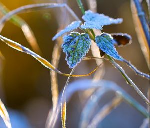 Preview wallpaper nature, grass, close-up, frost