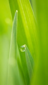 Preview wallpaper nature, grass, green, dew, drop, focus