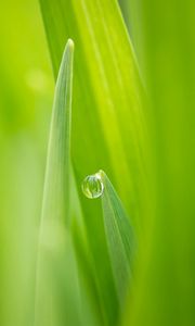 Preview wallpaper nature, grass, green, dew, drop, focus