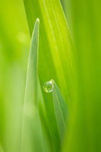 Preview wallpaper nature, grass, green, dew, drop, focus