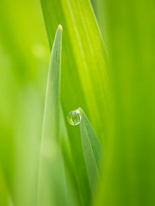 Preview wallpaper nature, grass, green, dew, drop, focus