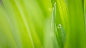 Preview wallpaper nature, grass, green, dew, drop, focus