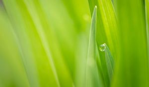 Preview wallpaper nature, grass, green, dew, drop, focus