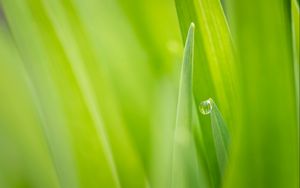 Preview wallpaper nature, grass, green, dew, drop, focus