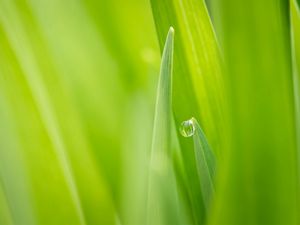 Preview wallpaper nature, grass, green, dew, drop, focus