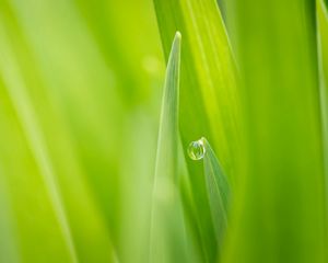 Preview wallpaper nature, grass, green, dew, drop, focus