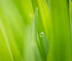 Preview wallpaper nature, grass, green, dew, drop, focus