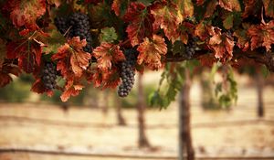 Preview wallpaper nature, leaves, blur, vineyard, grapes, landscape
