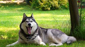 Preview wallpaper nature, malamute, friend, dog, lay