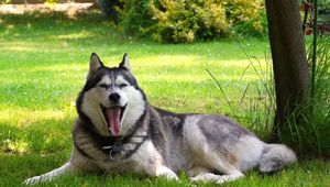 Preview wallpaper nature, malamute, friend, dog, lay