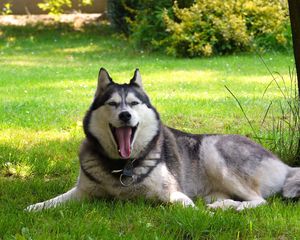 Preview wallpaper nature, malamute, friend, dog, lay