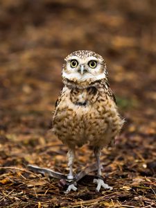 Preview wallpaper nature, owl, background