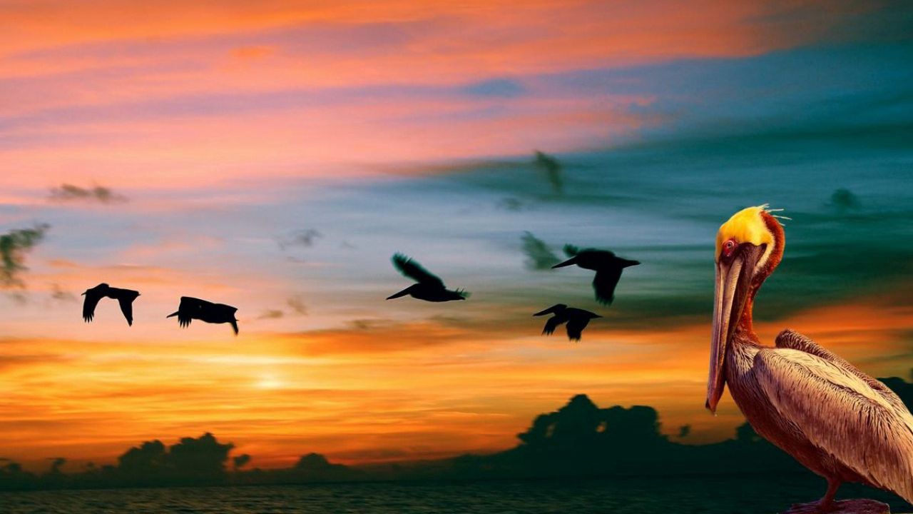 Wallpaper nature, pelican, birds, sunset