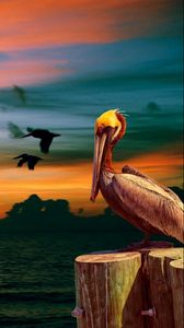 Preview wallpaper nature, pelican, birds, sunset