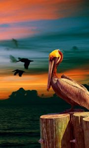 Preview wallpaper nature, pelican, birds, sunset