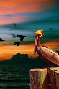 Preview wallpaper nature, pelican, birds, sunset