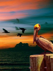 Preview wallpaper nature, pelican, birds, sunset