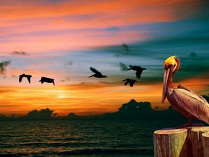 Preview wallpaper nature, pelican, birds, sunset