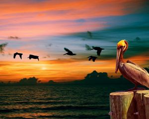 Preview wallpaper nature, pelican, birds, sunset