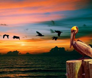 Preview wallpaper nature, pelican, birds, sunset