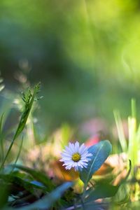 Preview wallpaper nature, plants, macro, flower, grass