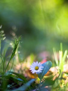 Preview wallpaper nature, plants, macro, flower, grass