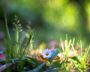 Preview wallpaper nature, plants, macro, flower, grass