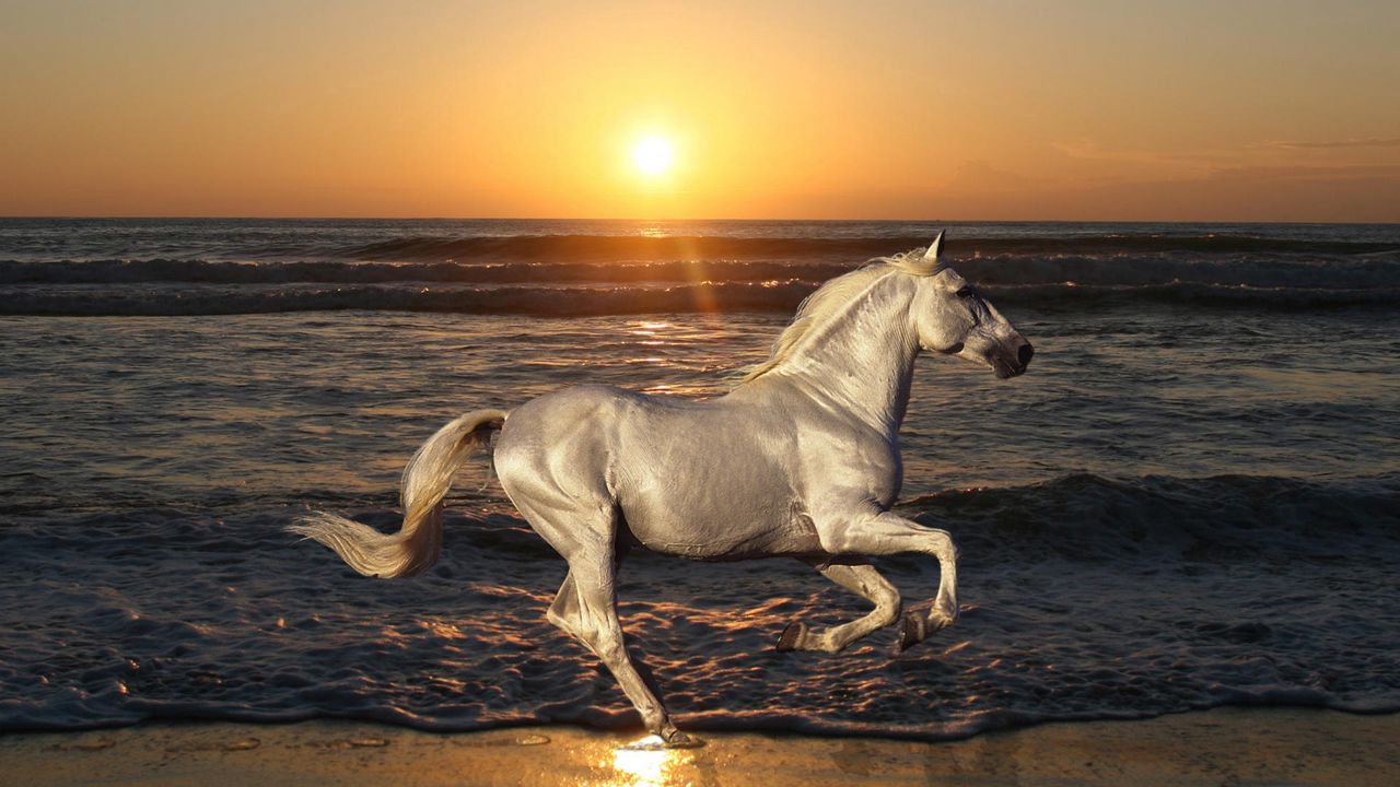 Wallpaper nature, stallion, horse, animals, rides, sea