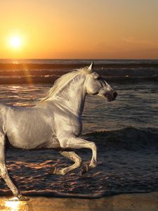 Preview wallpaper nature, stallion, horse, animals, rides, sea