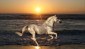 Preview wallpaper nature, stallion, horse, animals, rides, sea