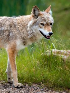 Preview wallpaper nature, summer, dog, fur