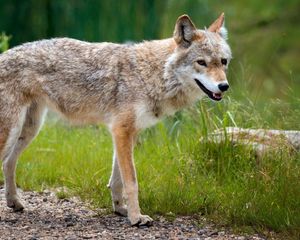 Preview wallpaper nature, summer, dog, fur