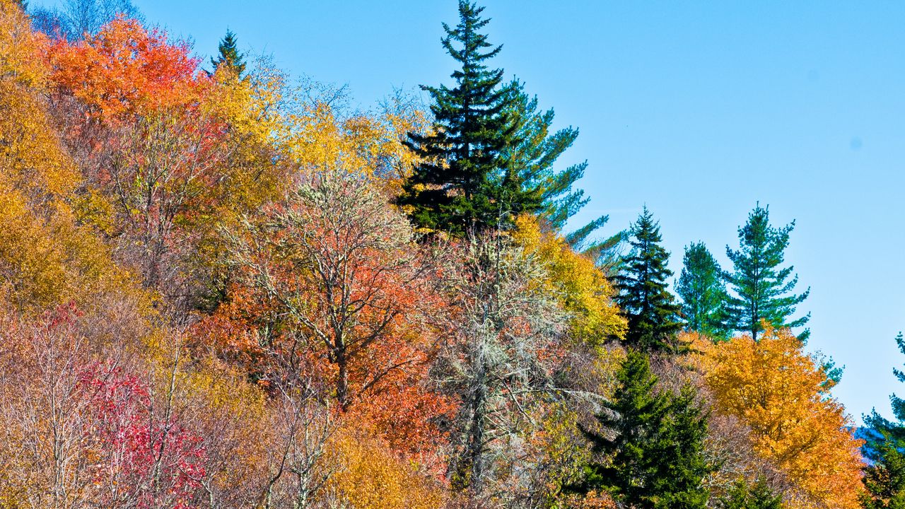 Wallpaper nature, trees, autumn