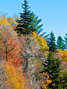 Preview wallpaper nature, trees, autumn