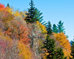 Preview wallpaper nature, trees, autumn