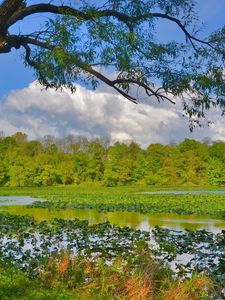 Preview wallpaper nature, trees, grass, swamp, river