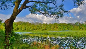 Preview wallpaper nature, trees, grass, swamp, river