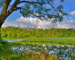 Preview wallpaper nature, trees, grass, swamp, river