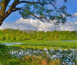 Preview wallpaper nature, trees, grass, swamp, river