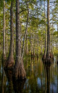 Preview wallpaper nature, trees, water, reflection