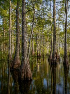 Preview wallpaper nature, trees, water, reflection