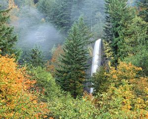 Preview wallpaper nature, trees, years, grass, fog, autumn