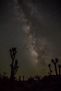 Preview wallpaper nebula, starry sky, cactuses, silhouettes, dark