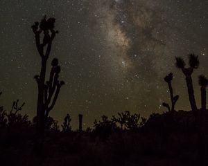 Preview wallpaper nebula, starry sky, cactuses, silhouettes, dark
