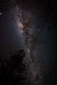 Preview wallpaper nebula, starry sky, spruce, night