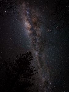 Preview wallpaper nebula, starry sky, spruce, night